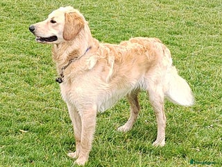 Goldendoodle dogs - Advert 3