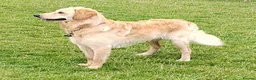 Goldendoodle dogs for stud: Mr Campbell  - Advert 1