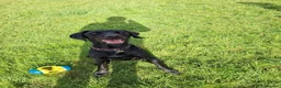 German Wirehaired Pointer dogs for adoption: Guppy - GWP x lab - Advert 7