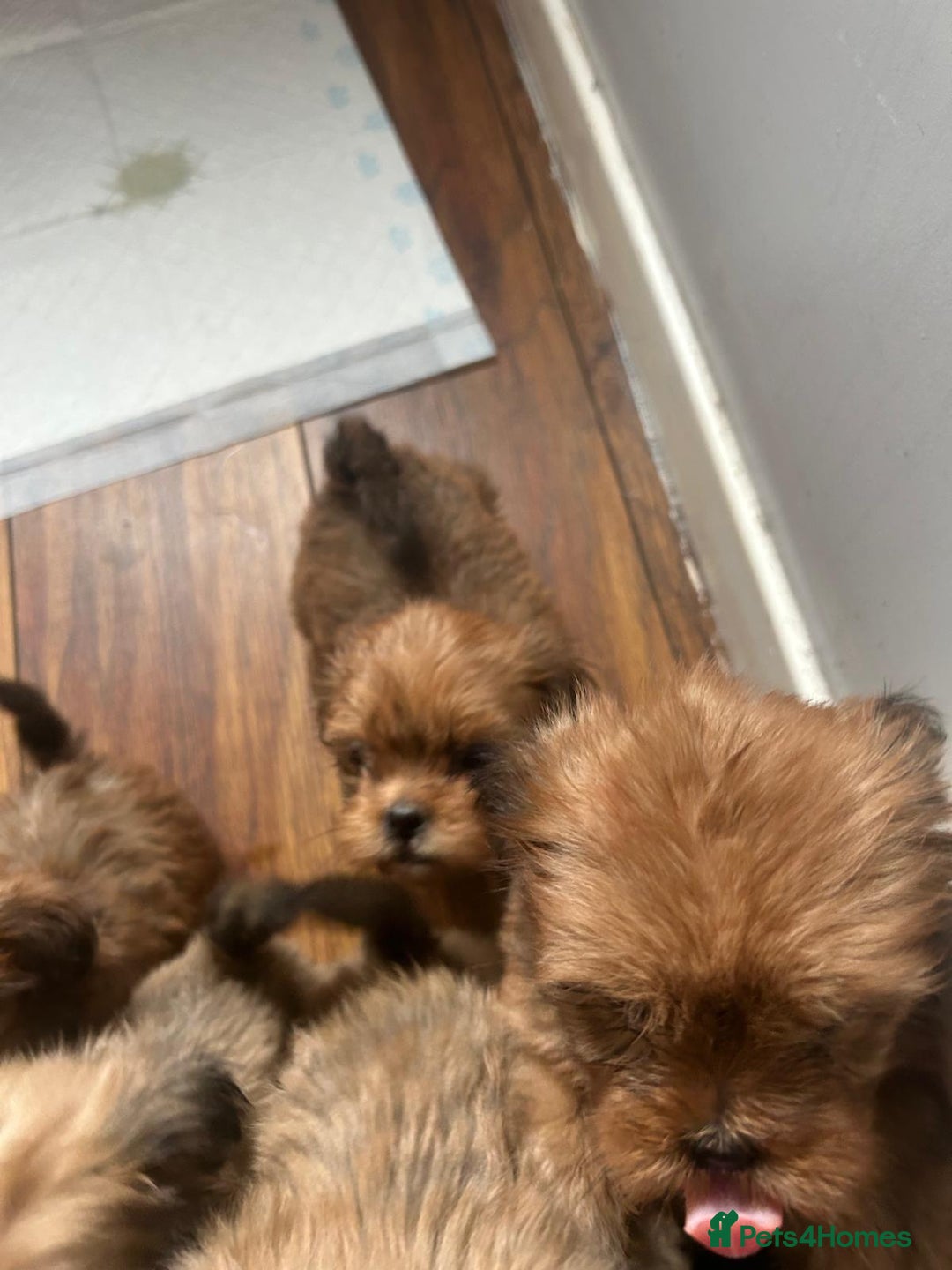 Lhasa Apso dogs for sale: Red and tan Lhasa apso puppies  - Image 5