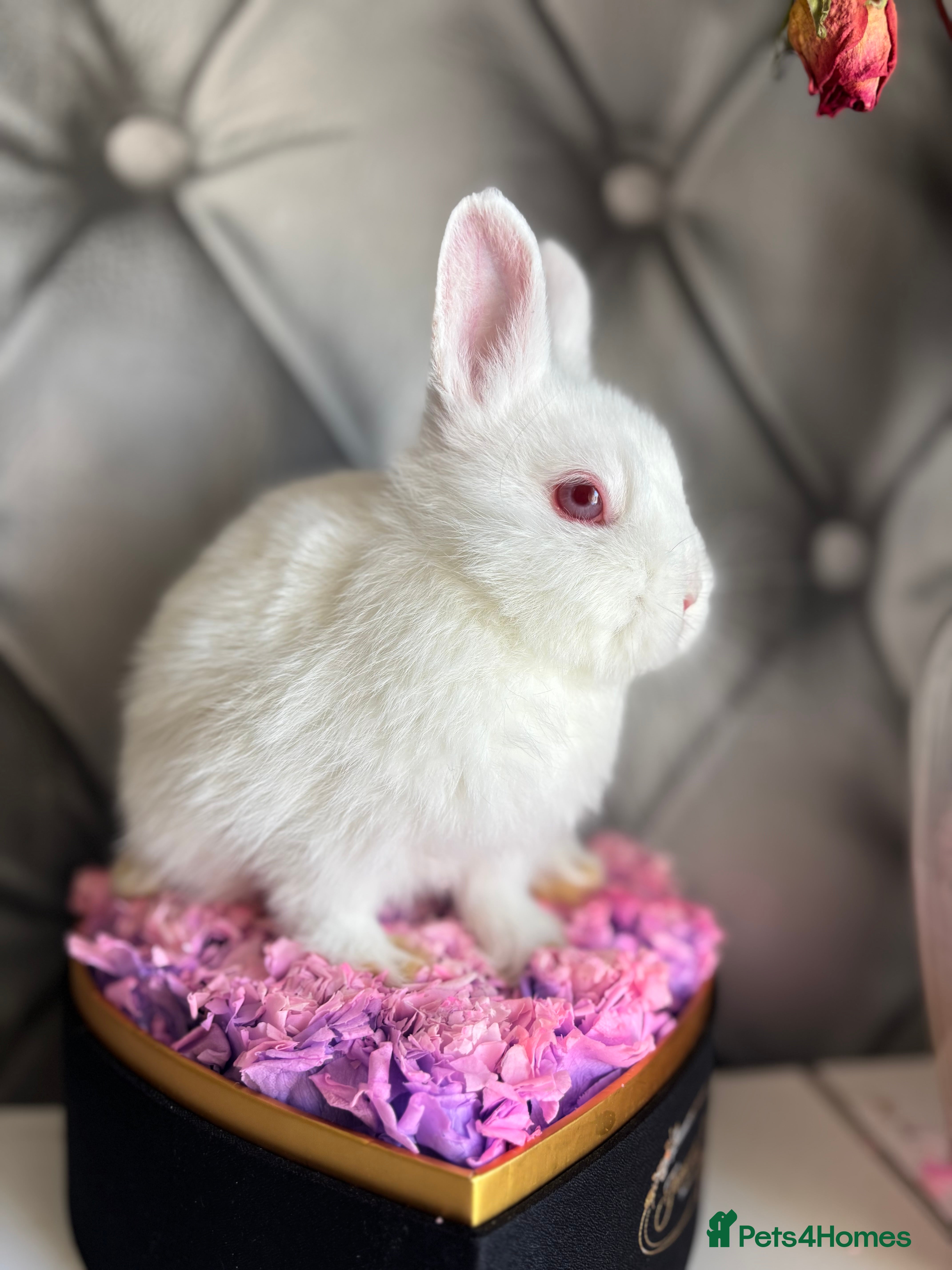 Netherland Dwarf rabbits Bucks for rehoming*Netherland dwarfs 5* homes - Advert 9