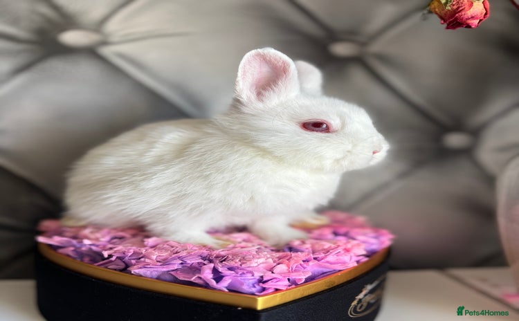 Netherland Dwarf rabbits - Advert 14