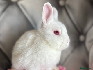 Netherland Dwarf rabbits 3month old babies Netherland dwarfs 5* homes - Advert 4