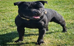 Staffordshire Bull Terrier dogs for stud: The time has come... Mr T - Image 4
