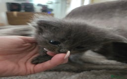 Nebelung cats for sale: 5 stunning nebelung kittens for sale.  - Image 4