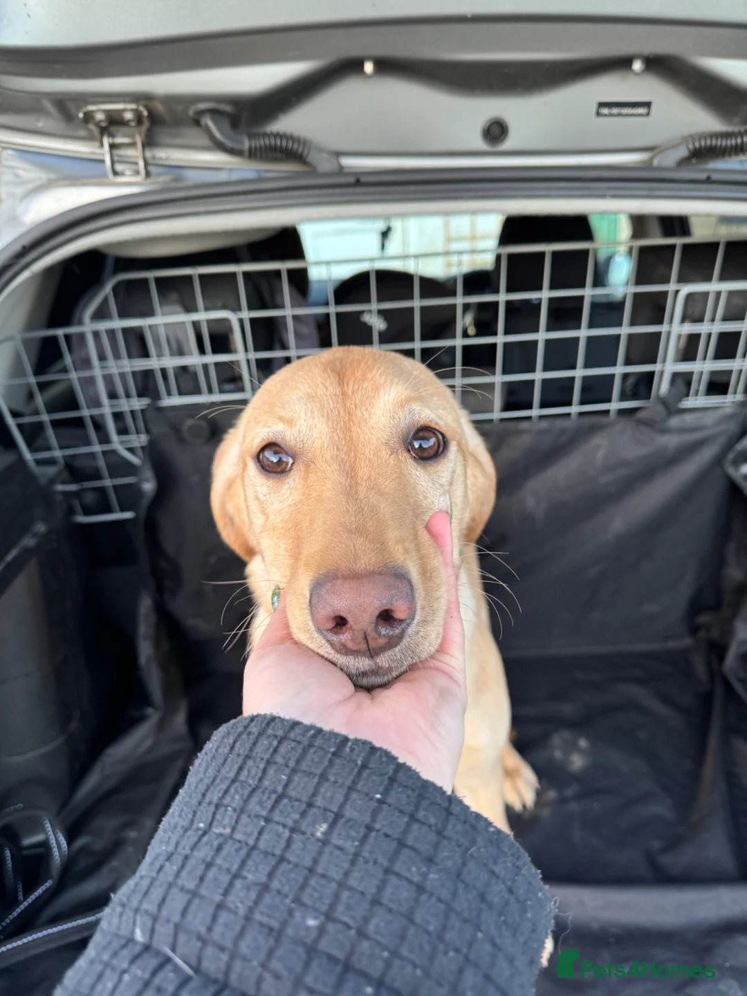 Labrador Retriever dogs for sale: Labrador bitch for rehoming  - Advert 1