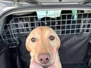 Labrador Retriever dogs Labrador bitch for rehoming - Advert 1