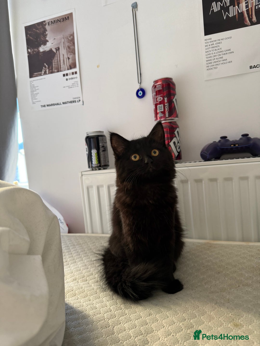 British Longhair cats for sale: Milly  - Advert 6