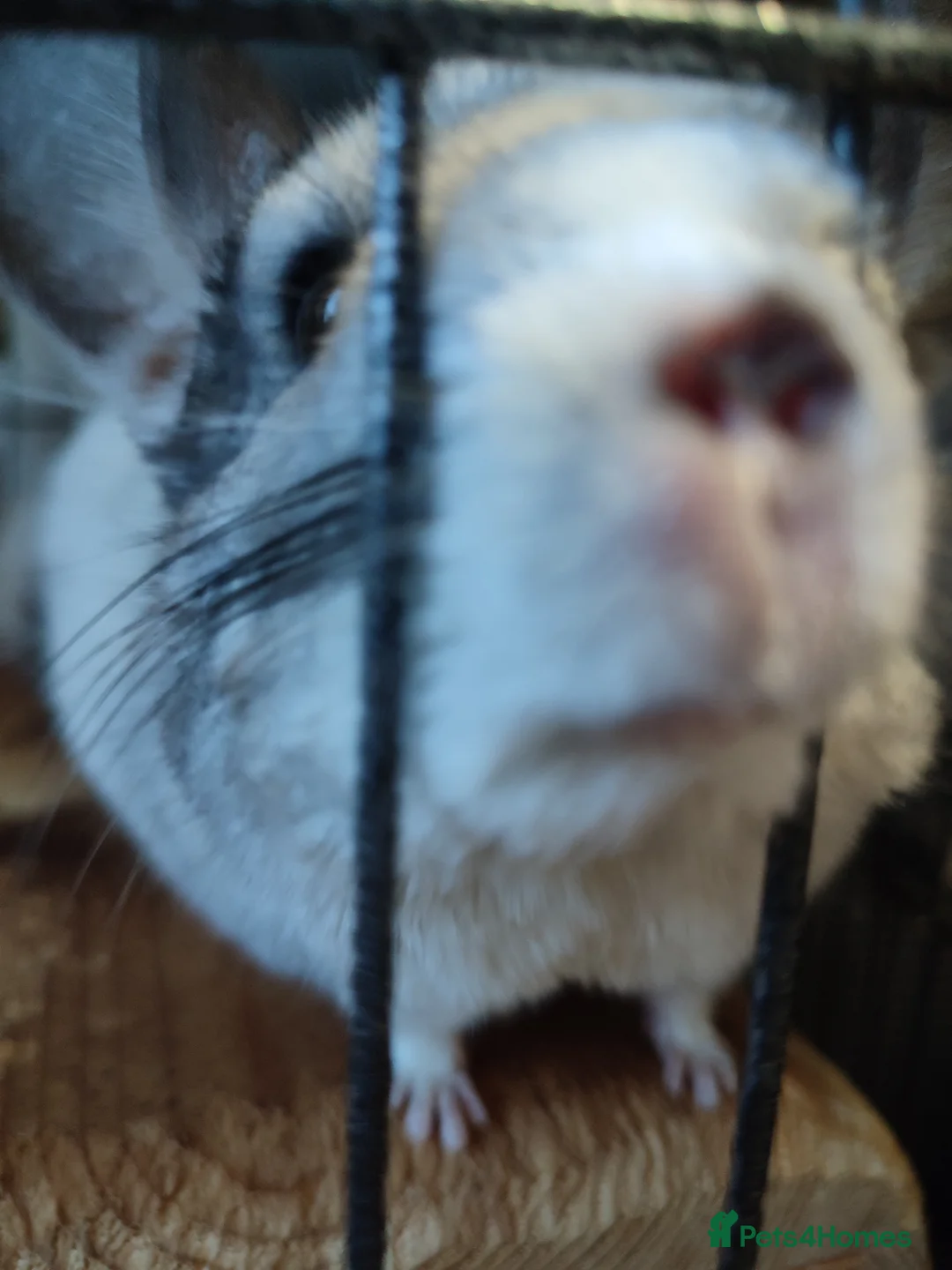 Chinchilla rodents for sale: Male chinchillas for sale  - Advert 3