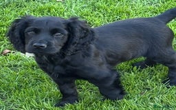 Cocker Spaniel dogs for sale: 1 Adorable working cocker spaniel pup boy 🐶  - Advert 17