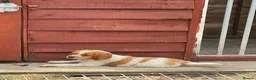 Brittany Spaniel dogs for sale: Brittany Puppies (HPR) in Tadley - Advert 16