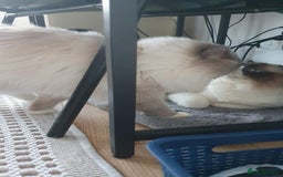 Ragdoll cats for sale: Ragdoll girl !!!  - Image 6