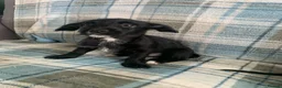 Mixed Breed dogs for sale: Whipoodle  - Advert 2