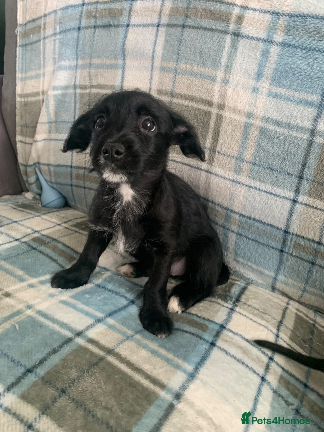 Mixed Breed dogs for sale: Whipoodle  - Advert 2