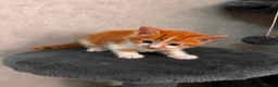 Mixed Breed cats for sale: Kittens Looking for Their Forever Homes🏡❤️ - Advert 11