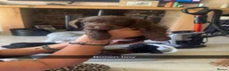 Mixed Breed dogs for sale: Doxiepoos puppies  - Advert 2