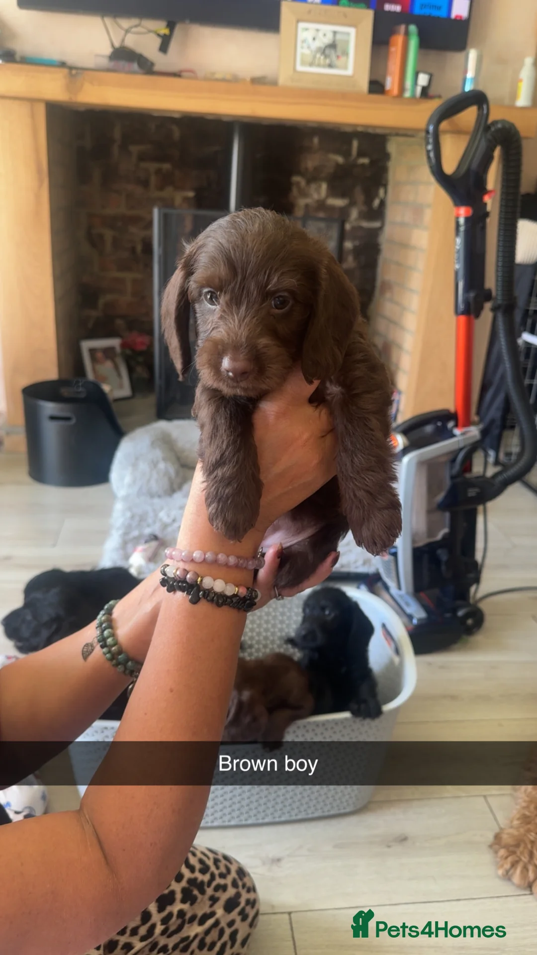Mixed Breed dogs for sale: Doxiepoos puppies  - Advert 2