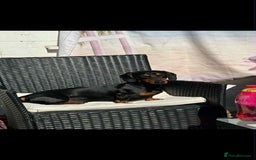 Dachshund dogs for sale: Dachshund Puppies for sale  - Image 18