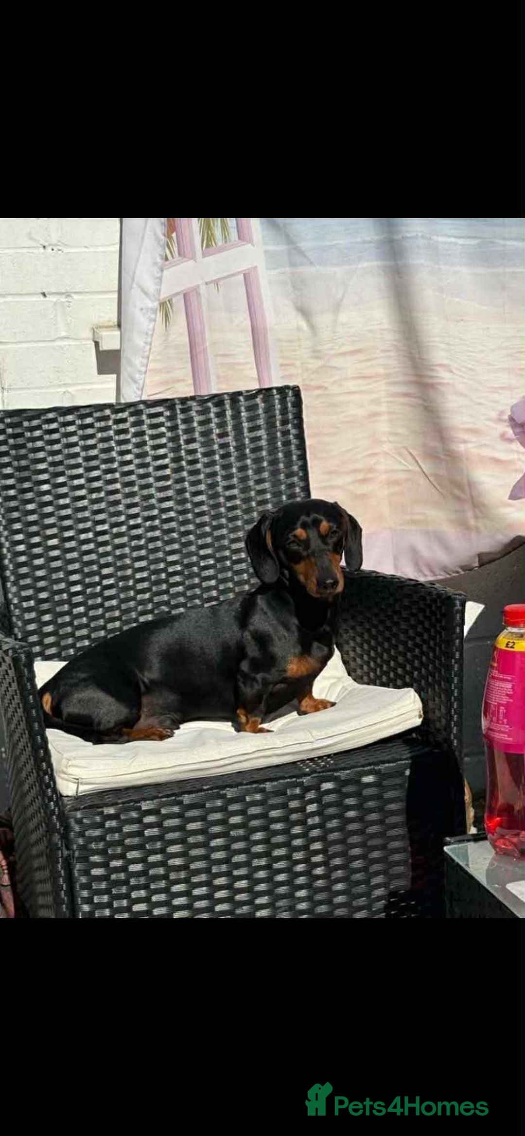 Dachshund dogs for sale: Dachshund Puppies for sale  - Image 18