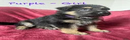 German Shepherd dogs for sale: Stunning Family Raised German Shepherd Puppies - Advert 30