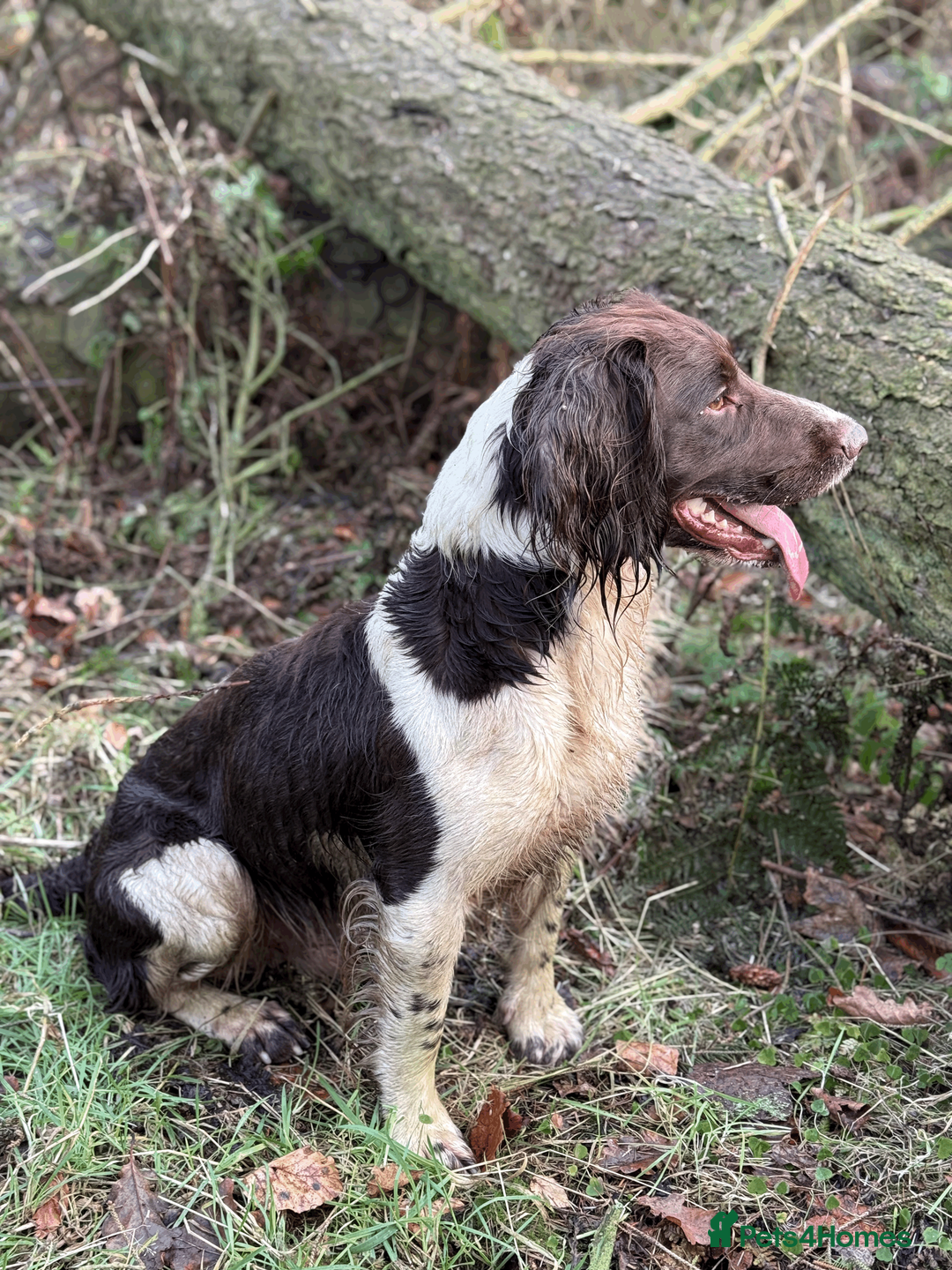 English Springer Spaniel dogs for stud: Heavily Marked Health Tested L/W Springer Stud - Advert 5