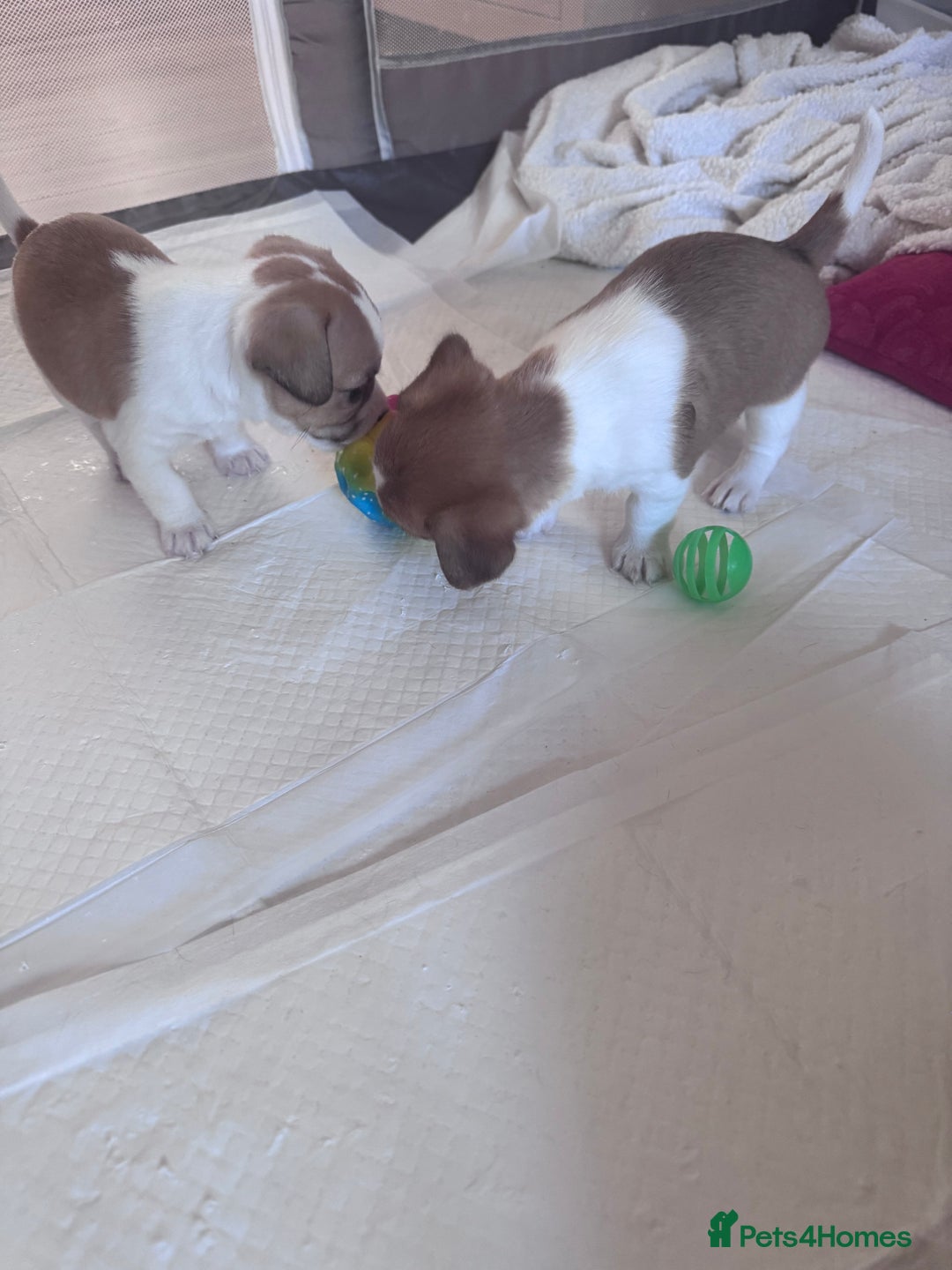 Jack Chi dogs for sale: Jack-chi puppies - Advert 13