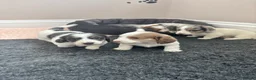 Dachshund dogs for sale: QUALITY LONGHAIRED MINIATURE DACHSHUND PUPPIES - Advert 12