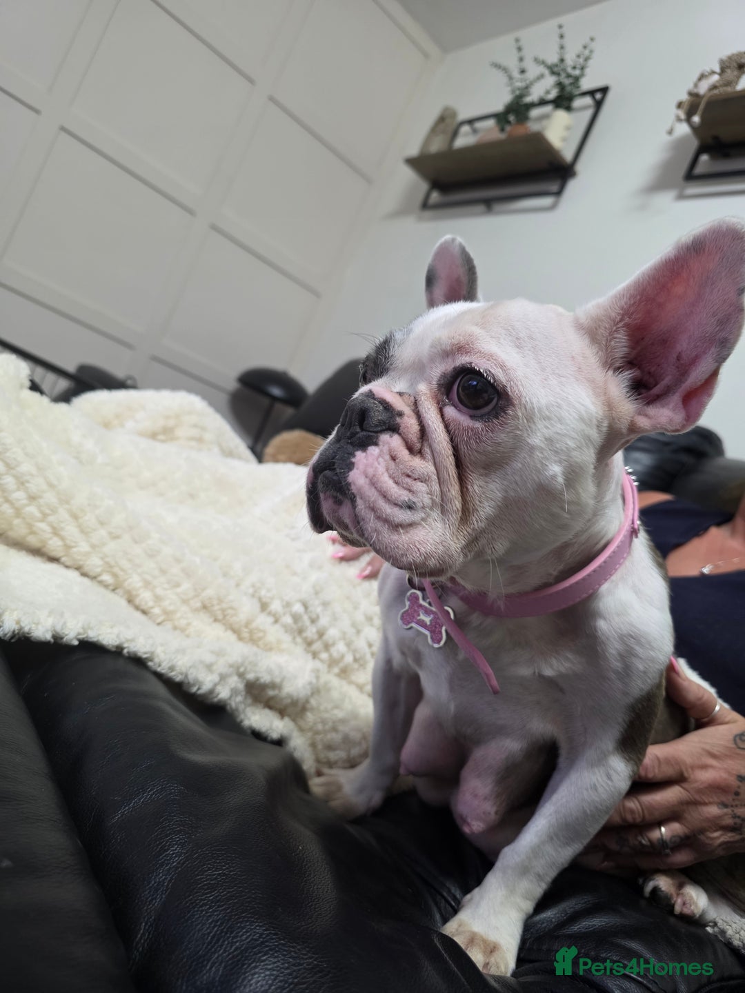French Bulldog dogs for sale: 3yr old French bulldog bitch  - Image 3