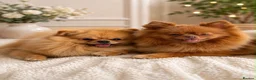 Pomeranian dogs for sale: Miniature Pomeranian Puppys in Redditch - Advert 21