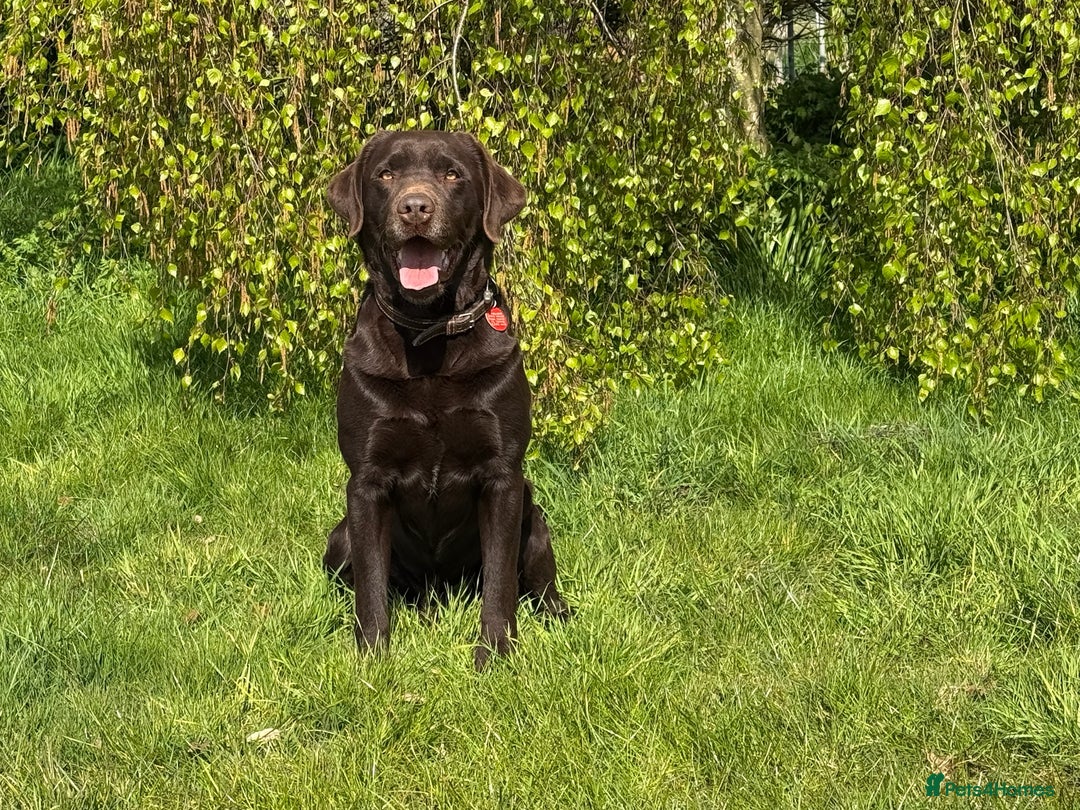 Labrador Retriever dogs for sale: Kennel Club Reg Chocolate Labrador puppies  - Image 11
