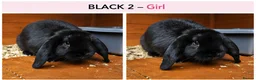 Mini Lop rabbits for sale: Gorgeous Pure Bred Mini Lops in Dewsbury - Advert 5