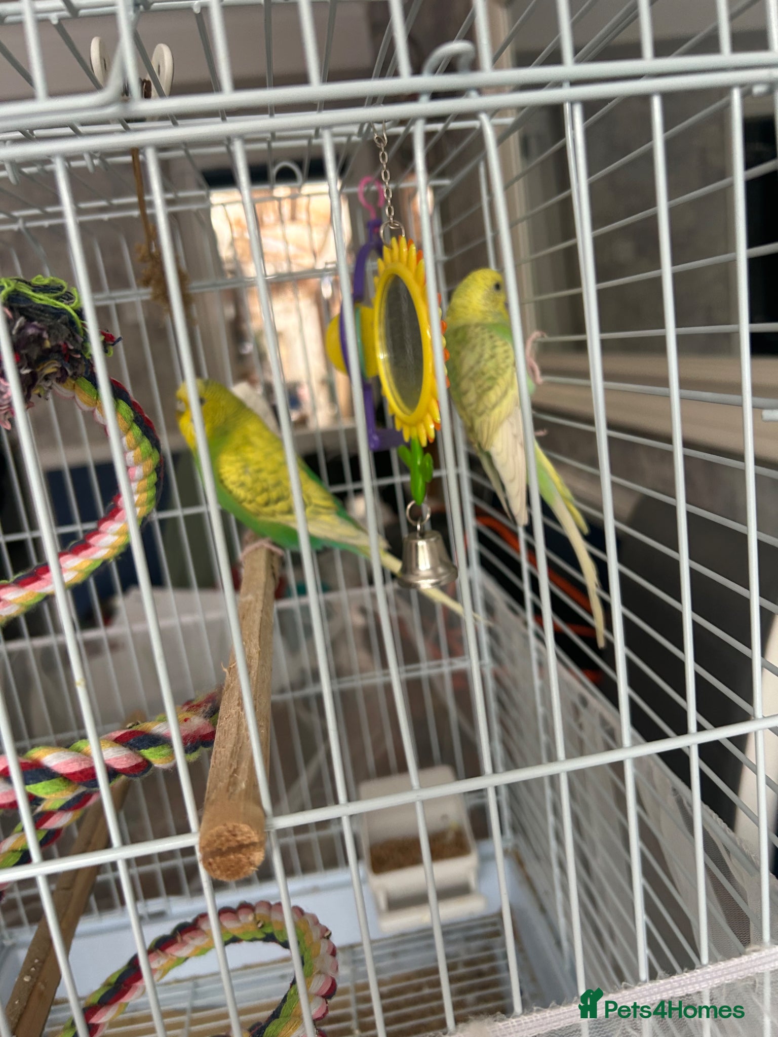 Budgerigars birds for sale: 2 female baby budgies  in Enfield - Advert 5