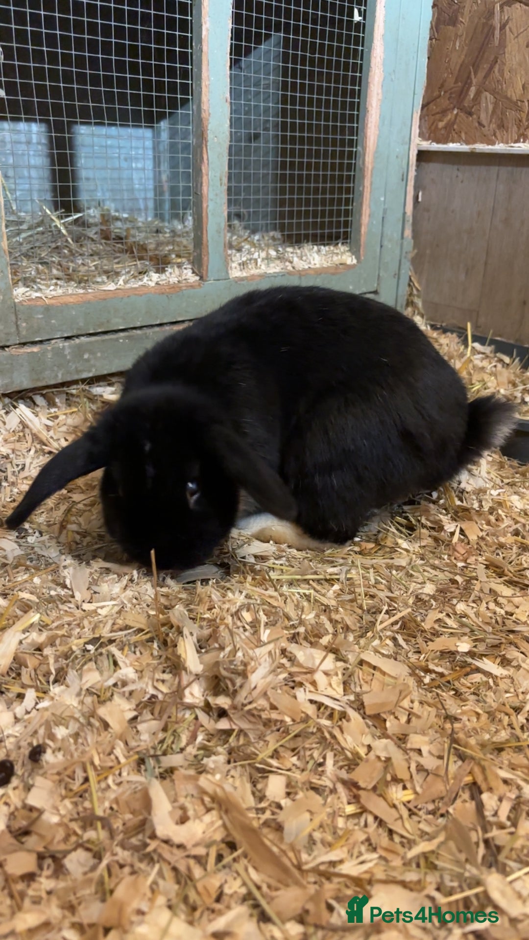 Mini Lop rabbits for sale: Beautiful colour mini lop rabbits  - Advert 10