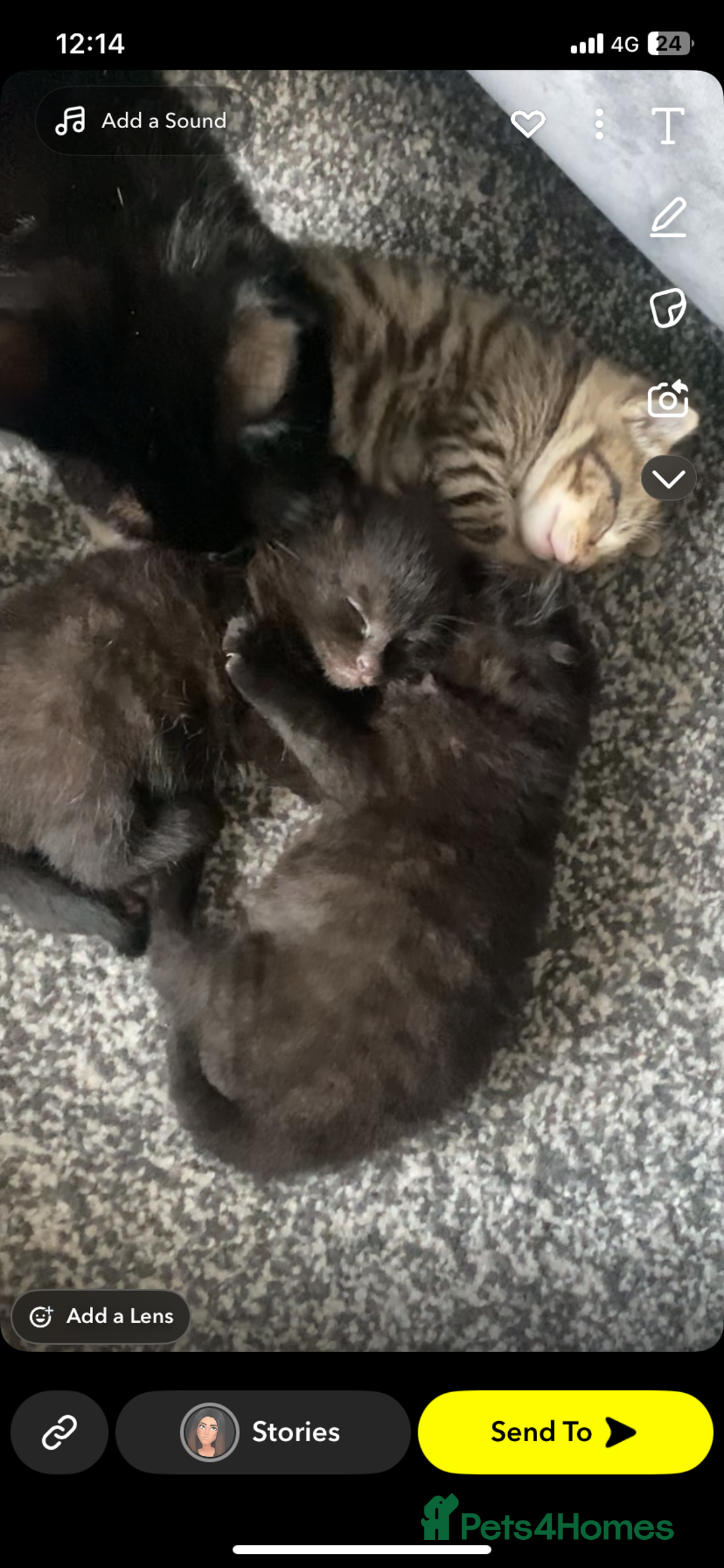 Mixed Breed cats for sale: Adorable kittens forsale  - Image 4