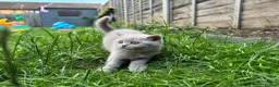 British Shorthair cats for sale: British shorthair kittens  - Advert 15