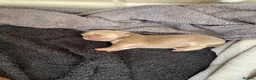 Chihuahua dogs for sale: Pure bred tiny chihuahua puppies  - Advert 6