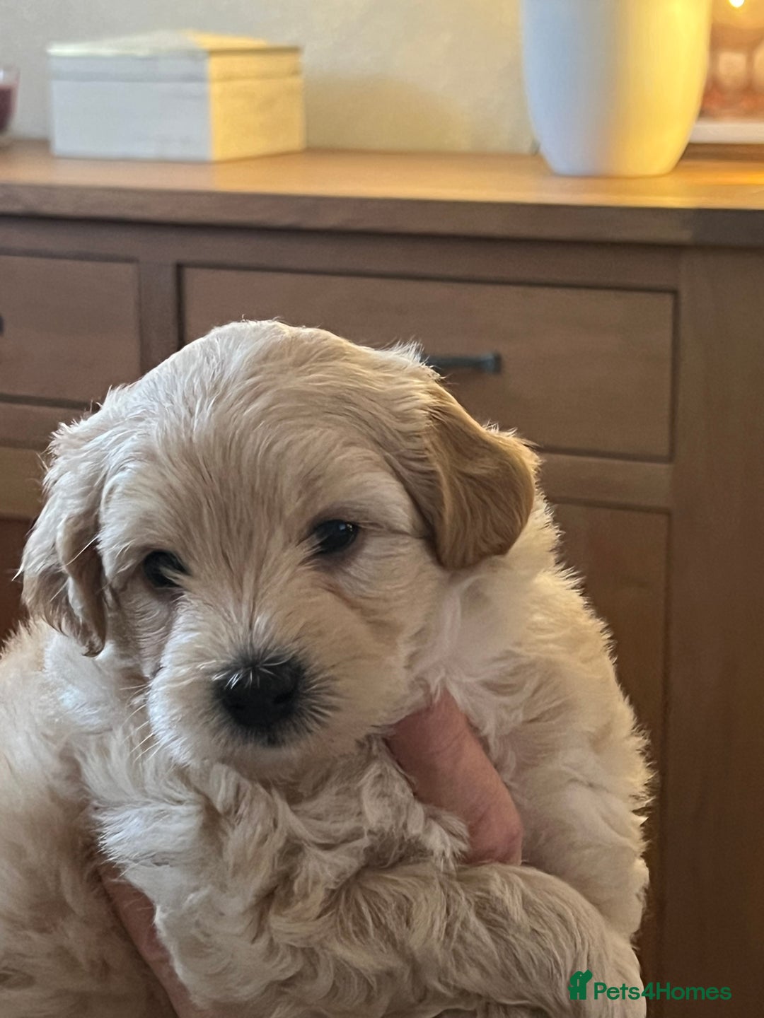Maltipoo dogs for sale: Maltipoo puppies  - Advert 28