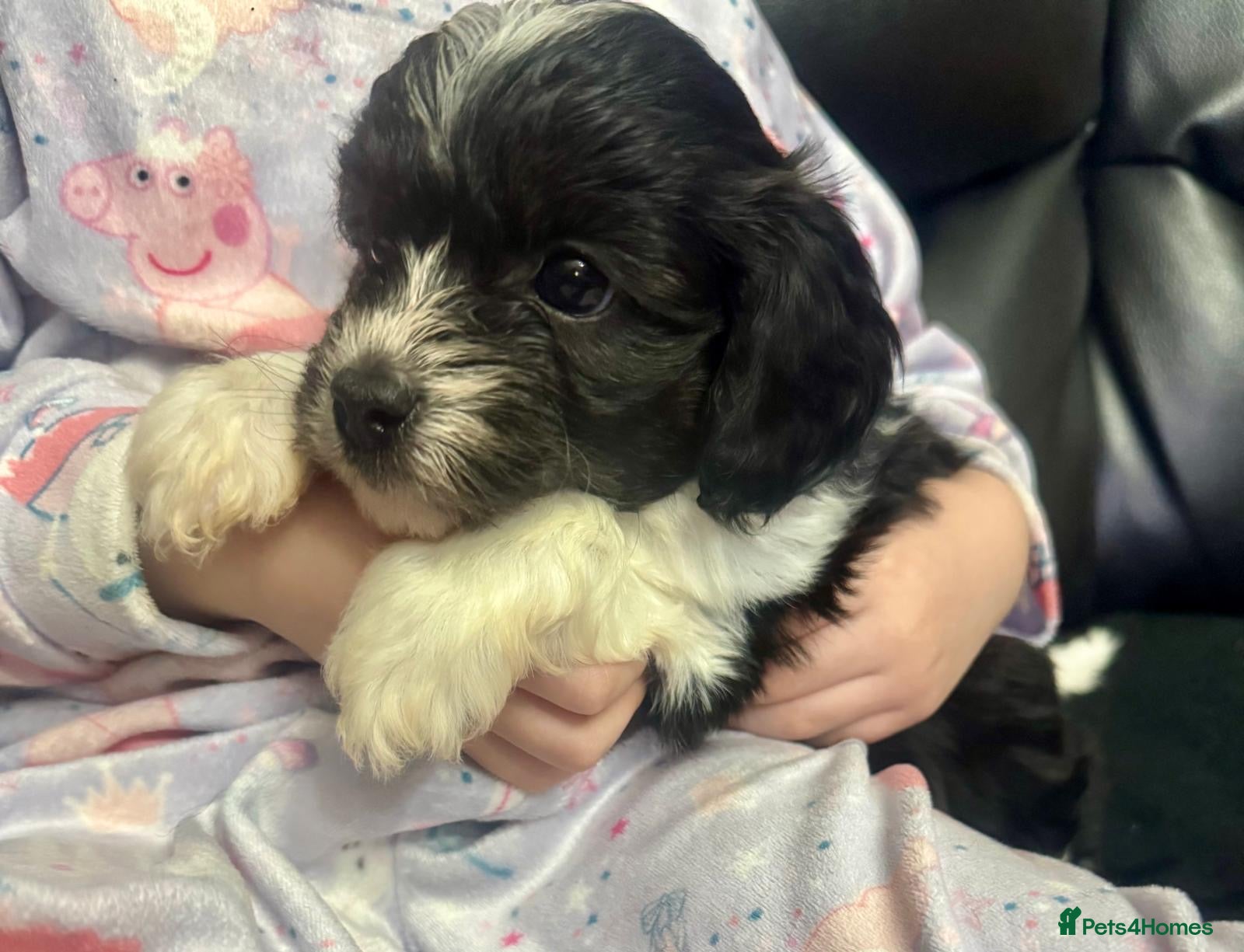 Cavapoo dogs F1 tiny toy cavapoo extensively health tested  - Advert 3