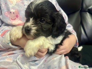 Cavapoo dogs F1 tiny toy cavapoo extensively health tested - Advert 18