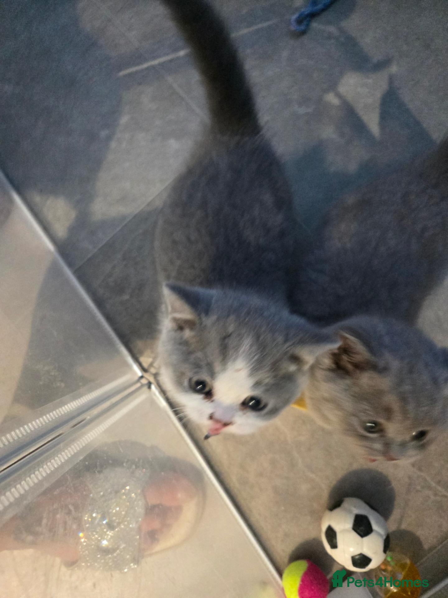 British Shorthair cats Olny 2 boys left Ready now  british shorthair  - Advert 2