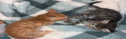 Domestic Shorthair cats for sale: Beautiful ginger & tabby kittens available 20 Dec - Advert 4