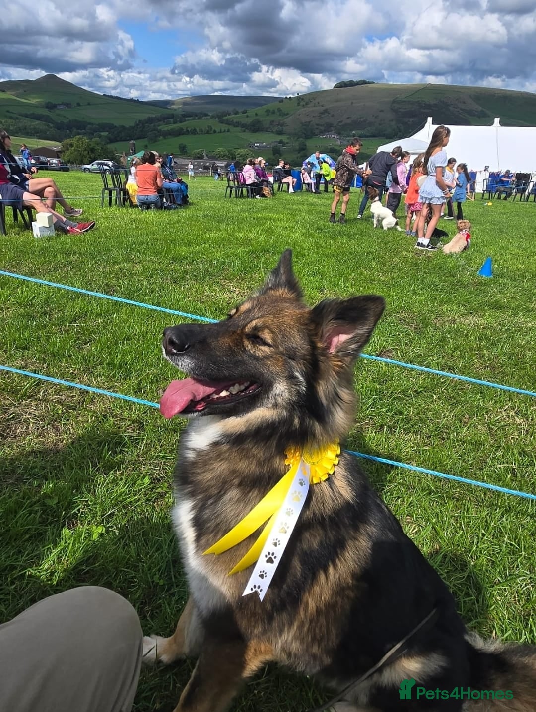 Mixed Breed dogs for sale: German Shepherd X Puppy - ready for a home - Advert 1