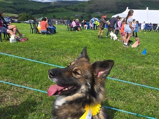 Mixed Breed dogs Ready to leave - German Shepherd Puppies - Advert 11