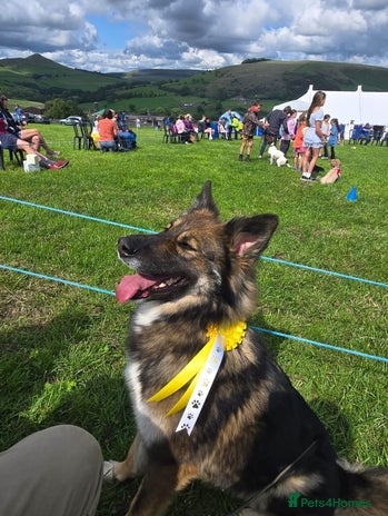 Mixed Breed dogs Ready to leave - German Shepherd Puppies - Advert 11