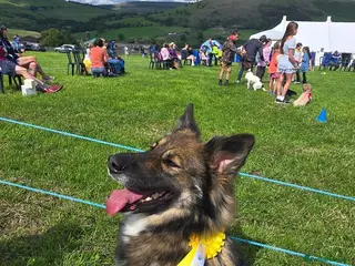Mixed Breed dogs German Shepherd X Puppy - ready for a home - Advert 5