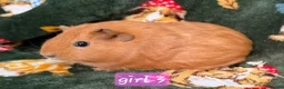 Guinea Pig rodents for sale: Young guinea pigs - Advert 12