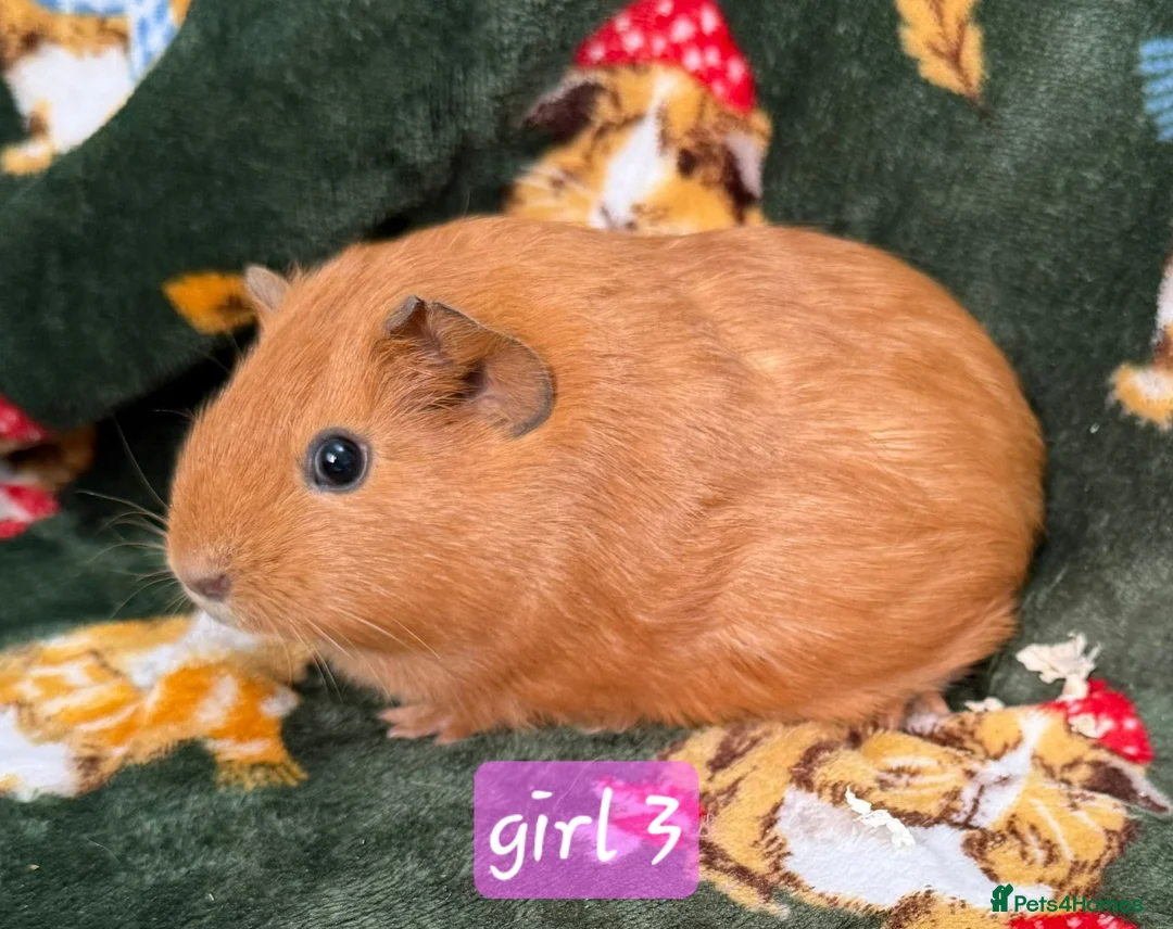 Guinea Pig rodents for sale: Young guinea pigs - Advert 12