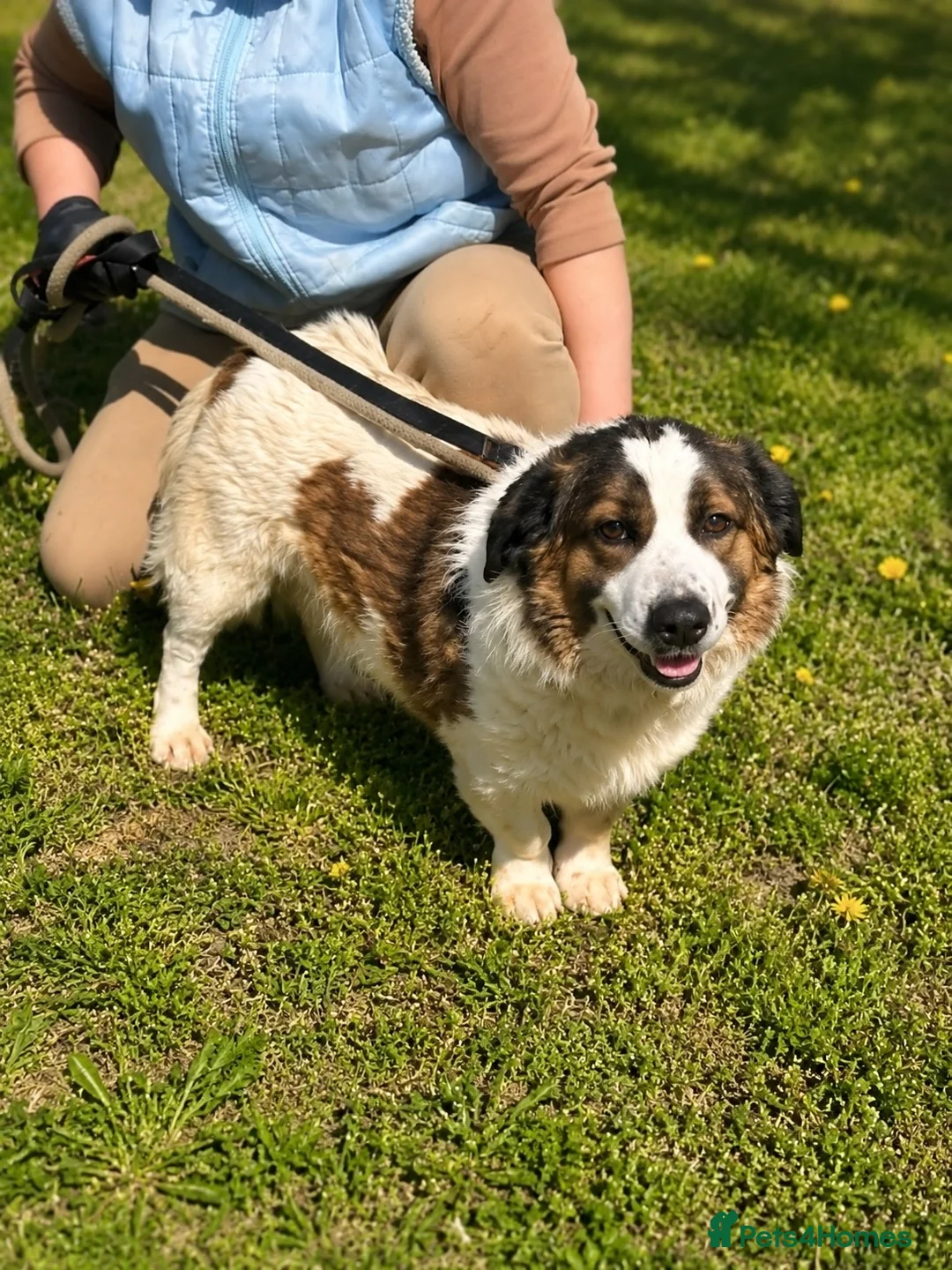 Mixed Breed dogs for adoption: ❤️ Bonded Corgi Cross Brothers Seeking Home ❤️ - Advert 2