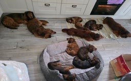 Dachshund dogs for sale: Red long-haired standard dachshund puppies - Image 32