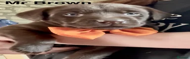 Mr Brown